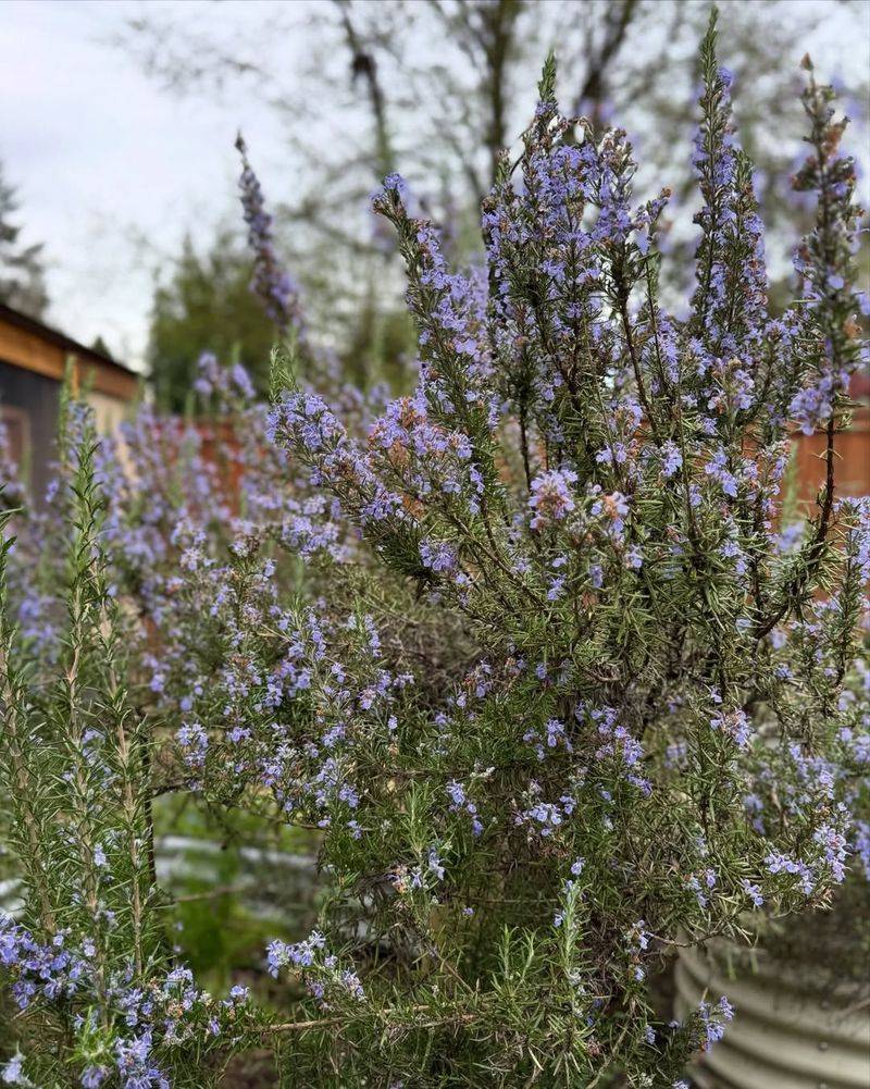 Strong Fragrance Makes Outdoor Spaces More Pleasant