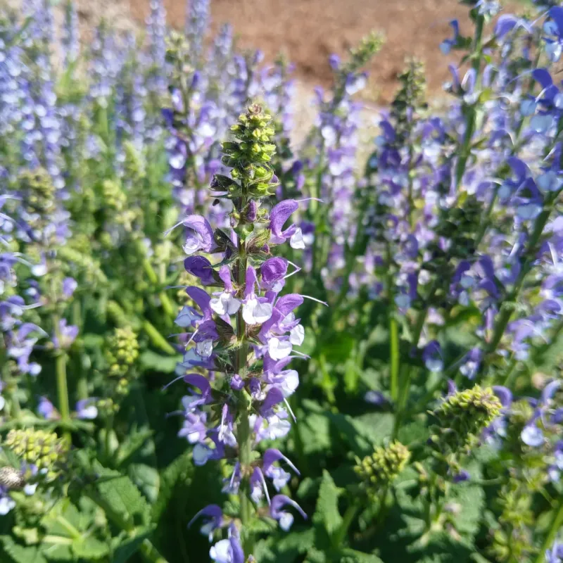 Strong Fragrance Makes Sage Stand Out Near Walkways