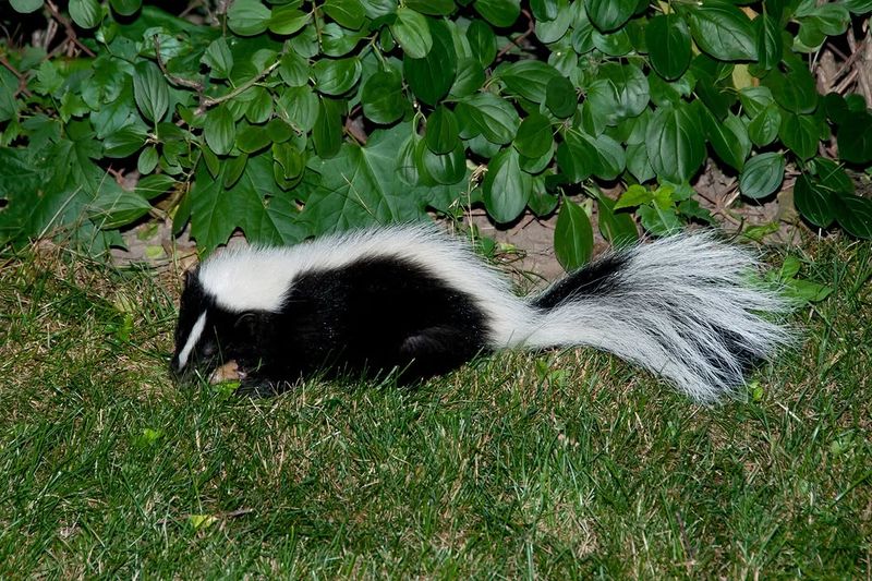 Strong Musky Smell That Lingers Around The Yard