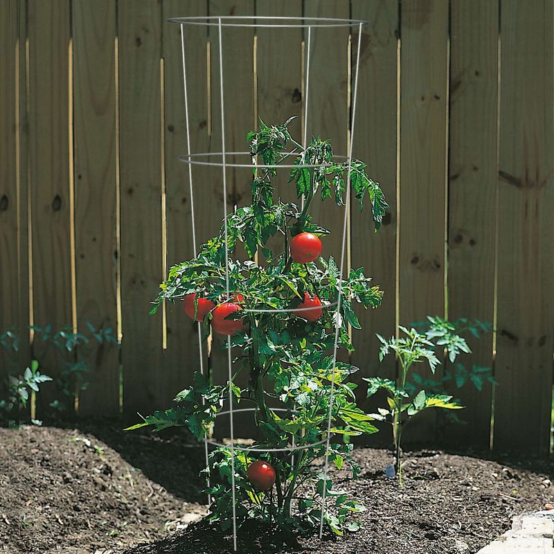 Strong Plants Need Strong Support Early
