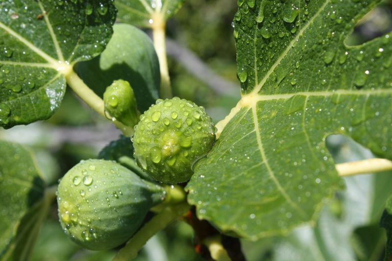 Strong Spring Growth Increases Water Needs Quickly
