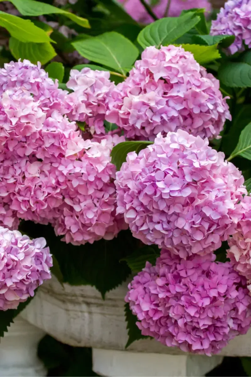 Strong Spring Growth Needs Protection From Sudden Temperature Swings Strong Spring Growth Needs Protection From Sudden Temperature Swings