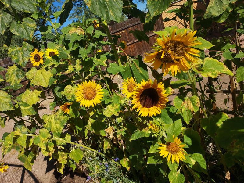 Strong Stems Hold Up In Dry Conditions