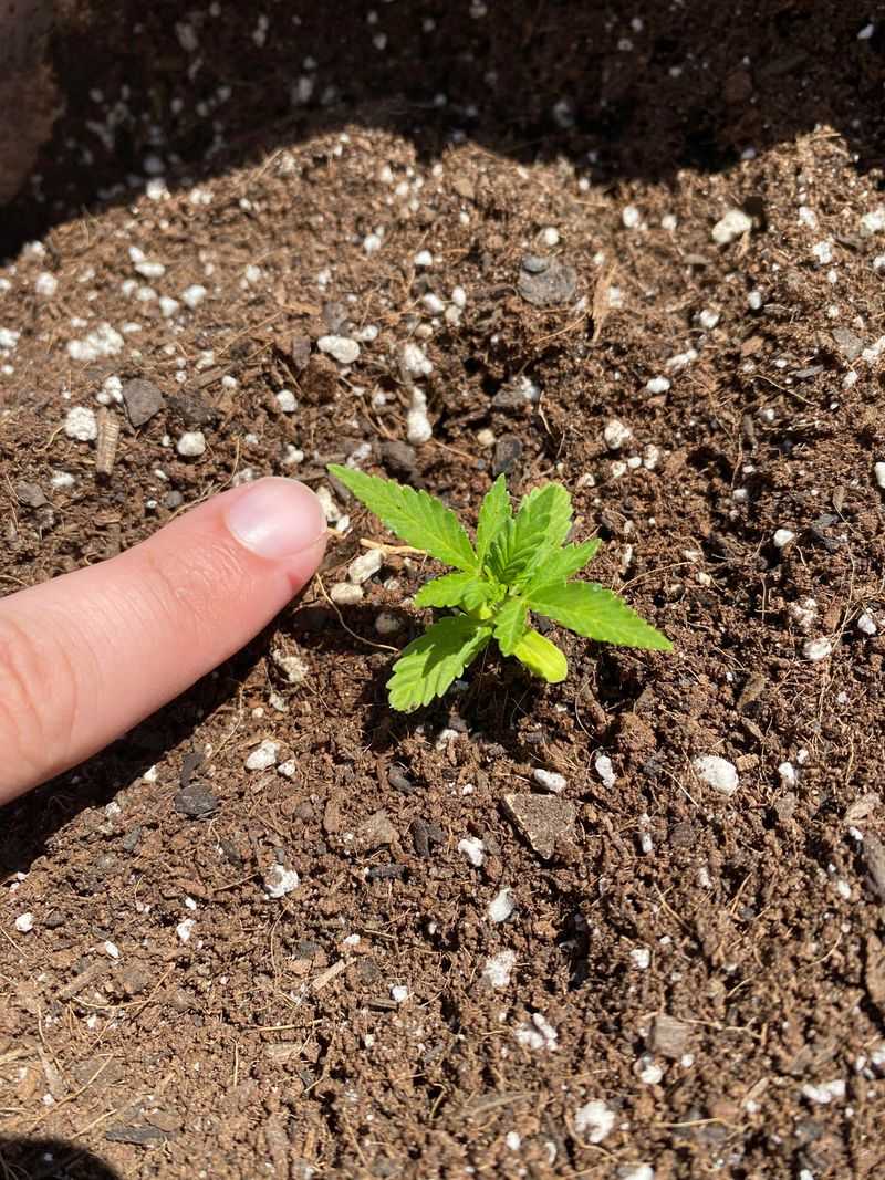 Stunted Plants Are Telling You Something Belowground