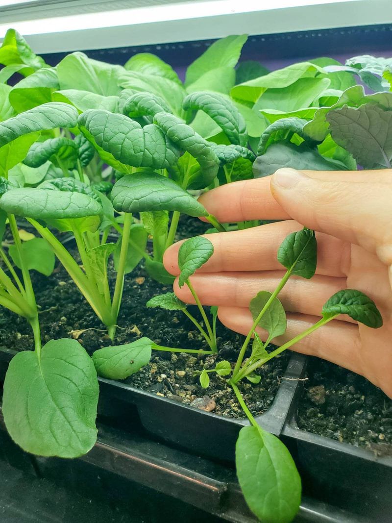 Stunted Plants Can Fall Weeks Behind