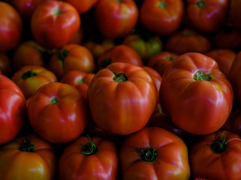 Sub-Arctic Plenty