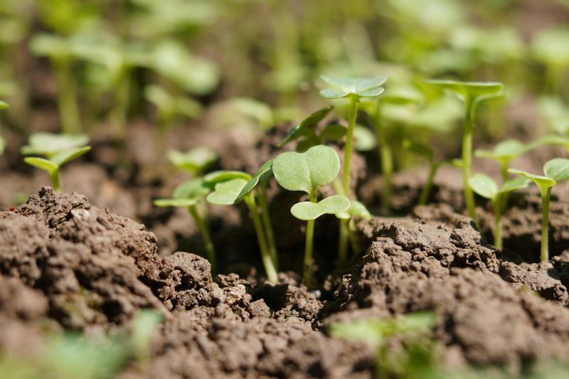 Succession Plant Every Two To Three Weeks Succession Plant Every Two To Three Weeks