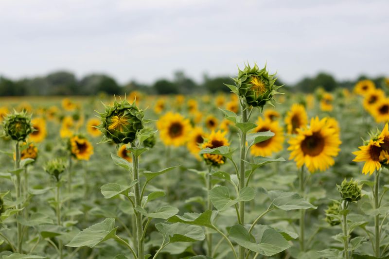 Succession Planting Every Two To Three Weeks Extends Blooms