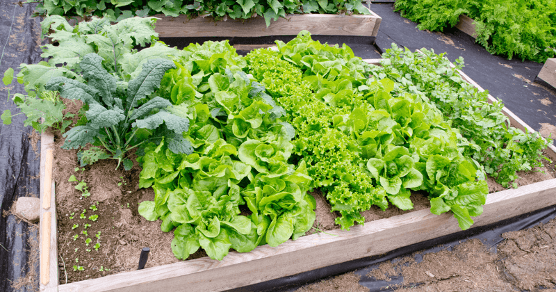Succession Planting Helps Extend Harvests In Spring Gardens