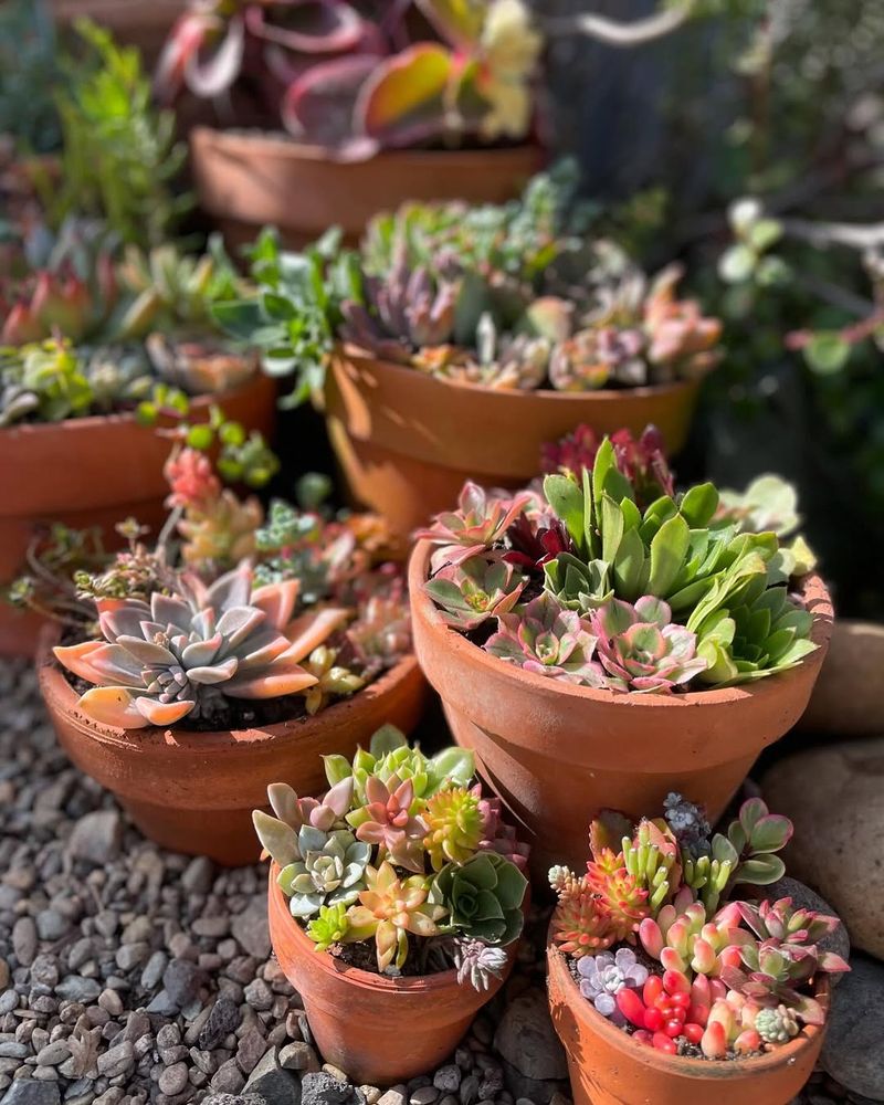 Succulents