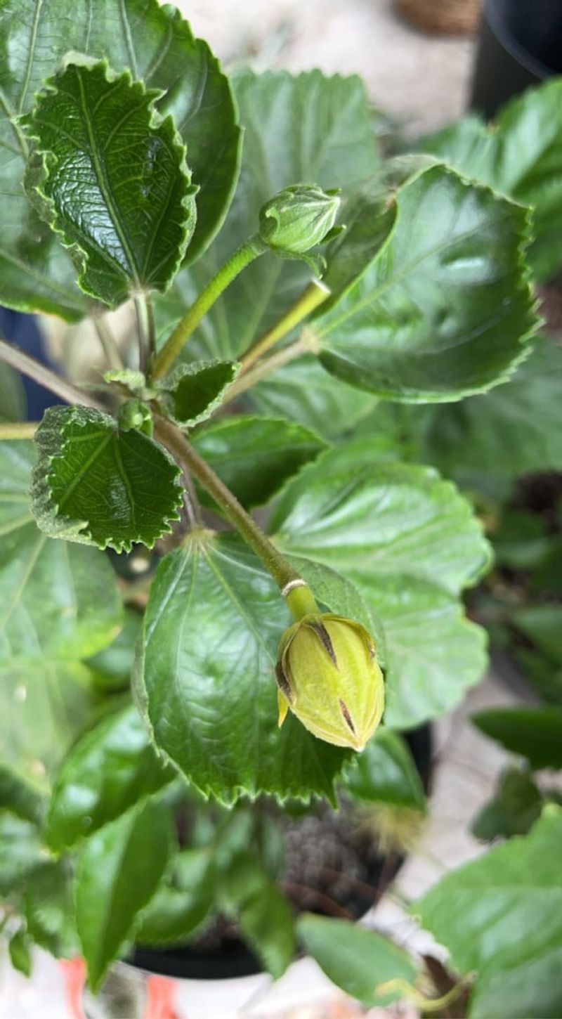Sudden Changes Can Trigger Bud Drop