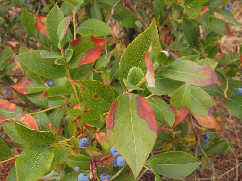 Sudden Heat Swings In May Can Stress Developing Blueberry Fruit Sudden Heat Swings In May Can Stress Developing Blueberry Fruit