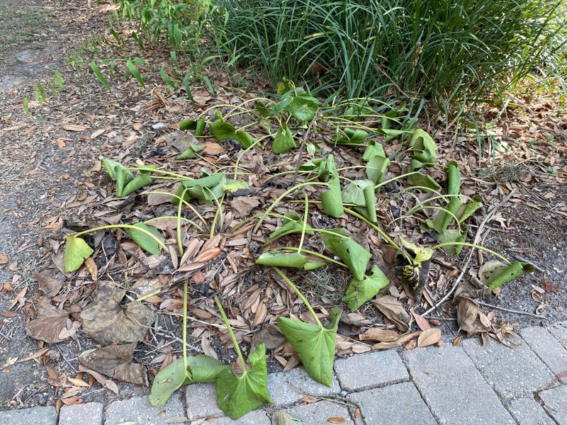 Sudden Leaf Stress During Rising Humidity Levels