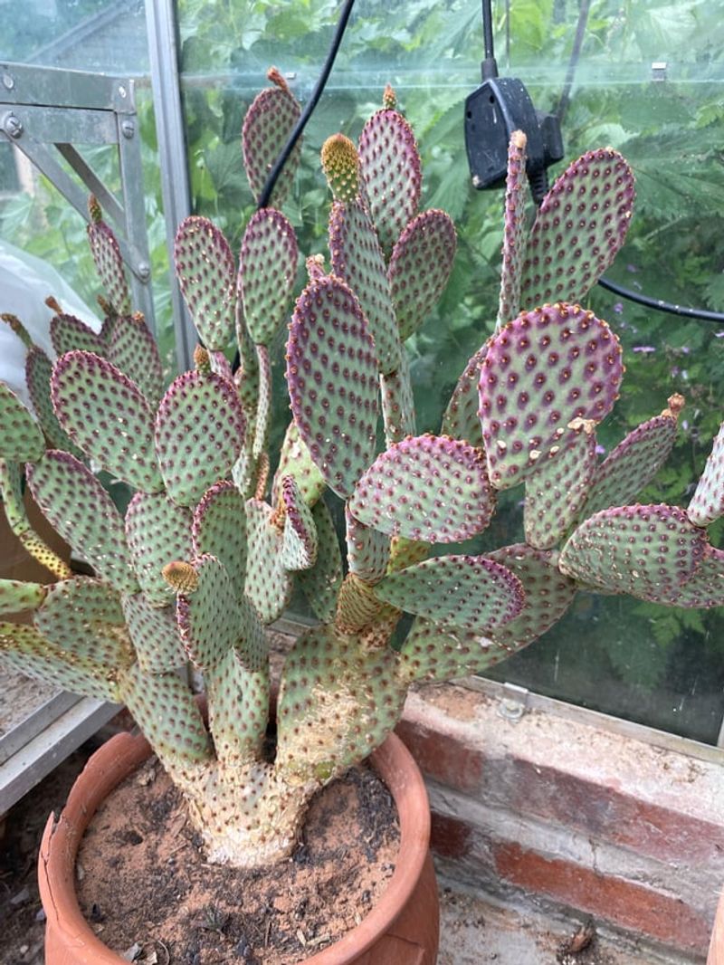 Sudden Weather Swings Can Affect Desert Cactus Appearance