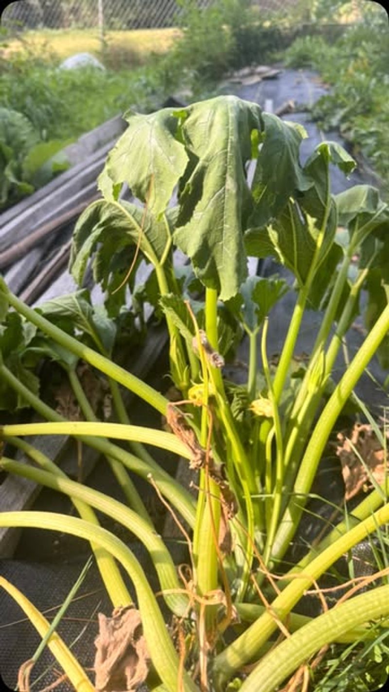 Sudden Wilting Is One Of The Earliest Signs Of Squash Vine Borer Damage