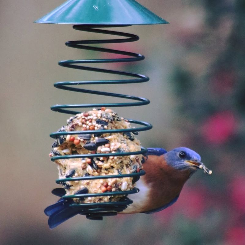 Suet Crumbles Offered During Cooler Spring Mornings
