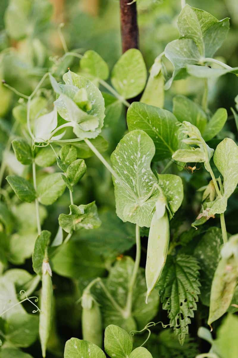 Sugar Snap Peas Sugar Snap Peas