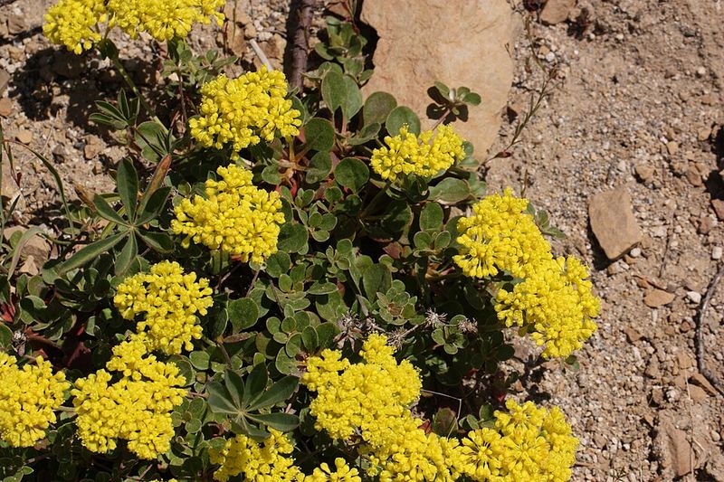 Sulphur Buckwheat