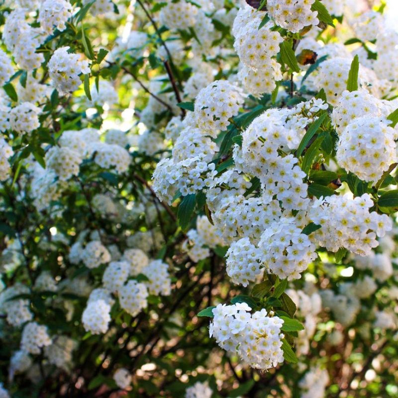 Summer Blooming Spirea Summer Blooming Spirea