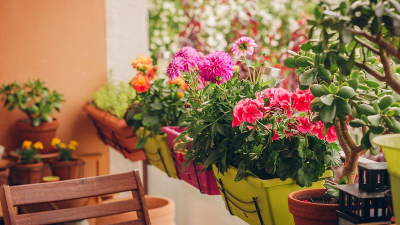 Summer Bulbs Add New Color For The Season