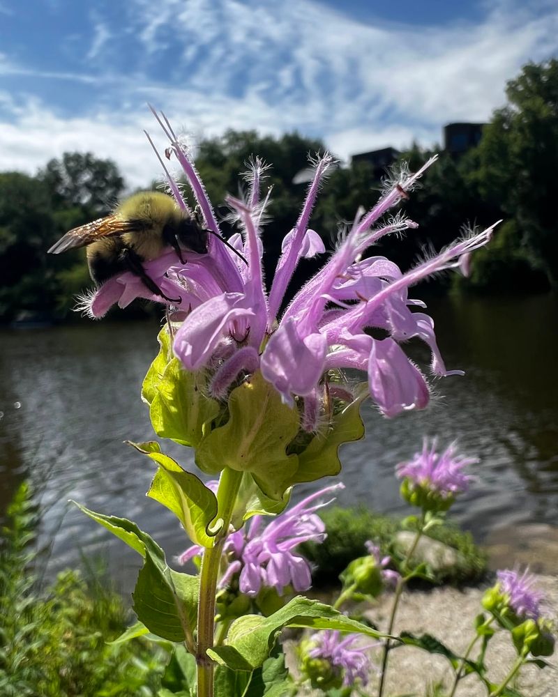 Summer Flowers Bring Pollinator Action Summer Flowers Bring Pollinator Action