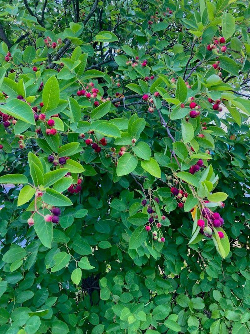 Summer Fruit Adds Another Layer Of Interest