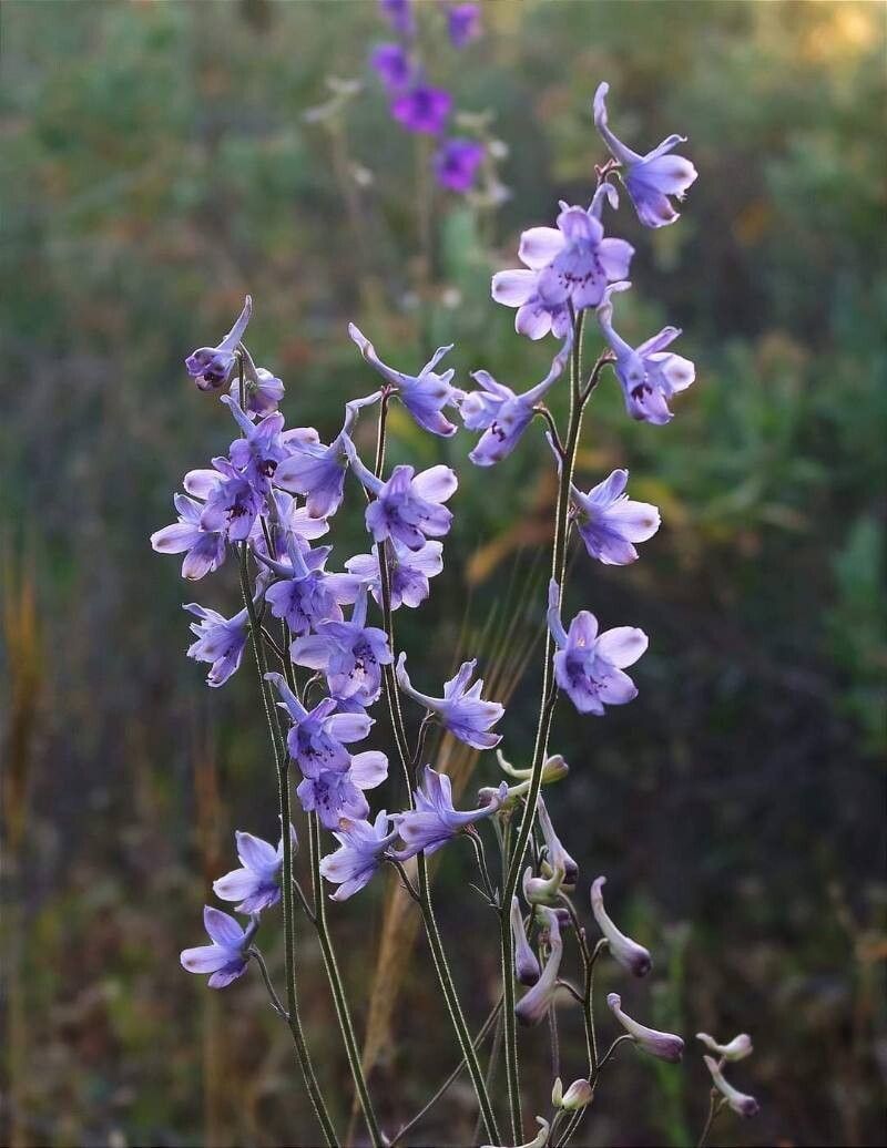 Summer Heat Often Stops Blooming Early
