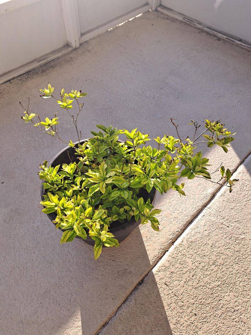 Summer Heat Pushes Gardenias Past Their Comfort Zone