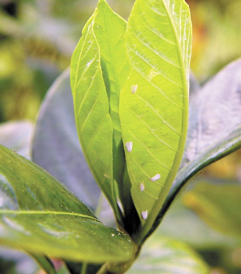 Summer Pest Checks Can Prevent Bigger Problems