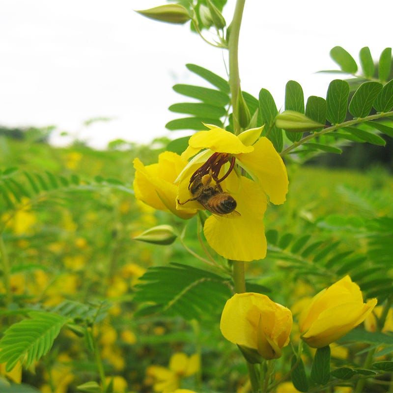 Summer Pollinators Love Partridge Pea Blooms