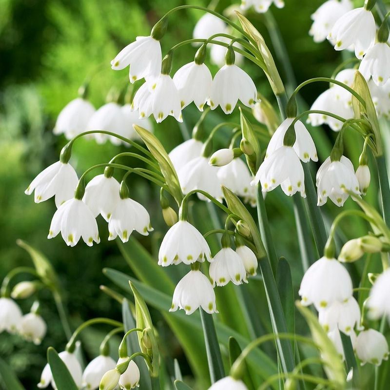 Summer Snowflake Nods Gracefully Through Damp Beds