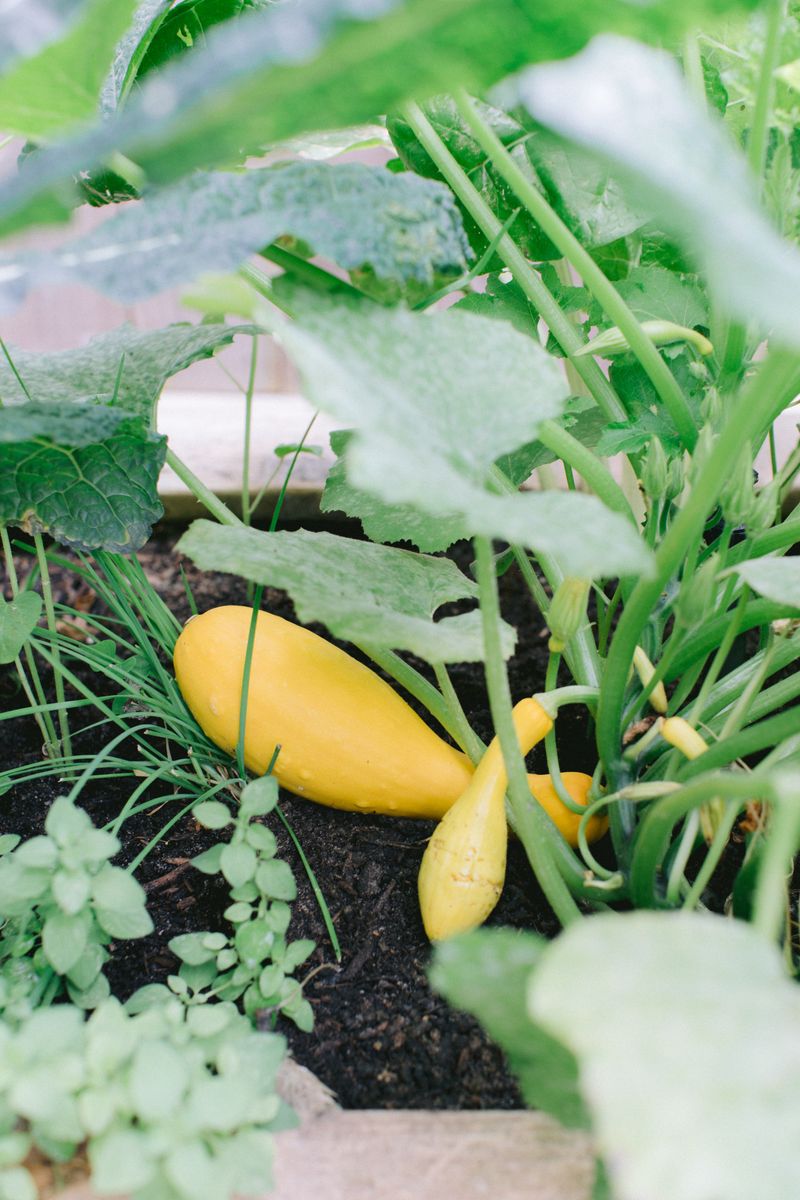Summer Squash Fills Empty Beds In A Hurry