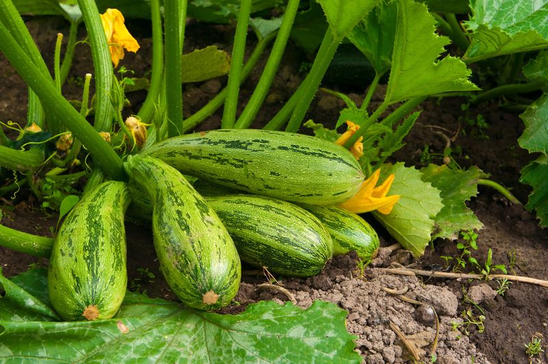 Summer Squash Gets Going Quickly In Warm Weather