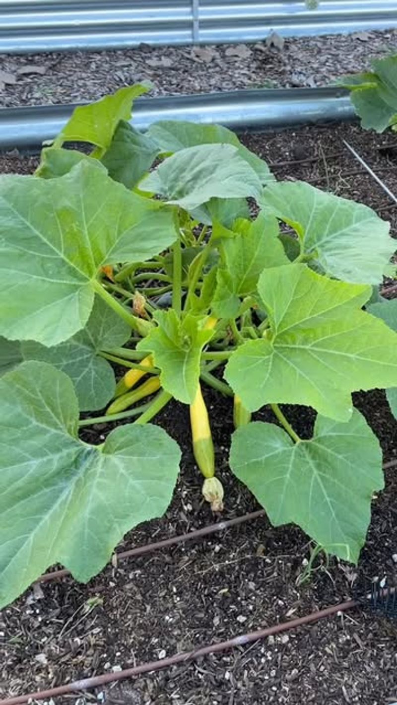 Summer Squash Grows Rapidly In North Carolina Heat