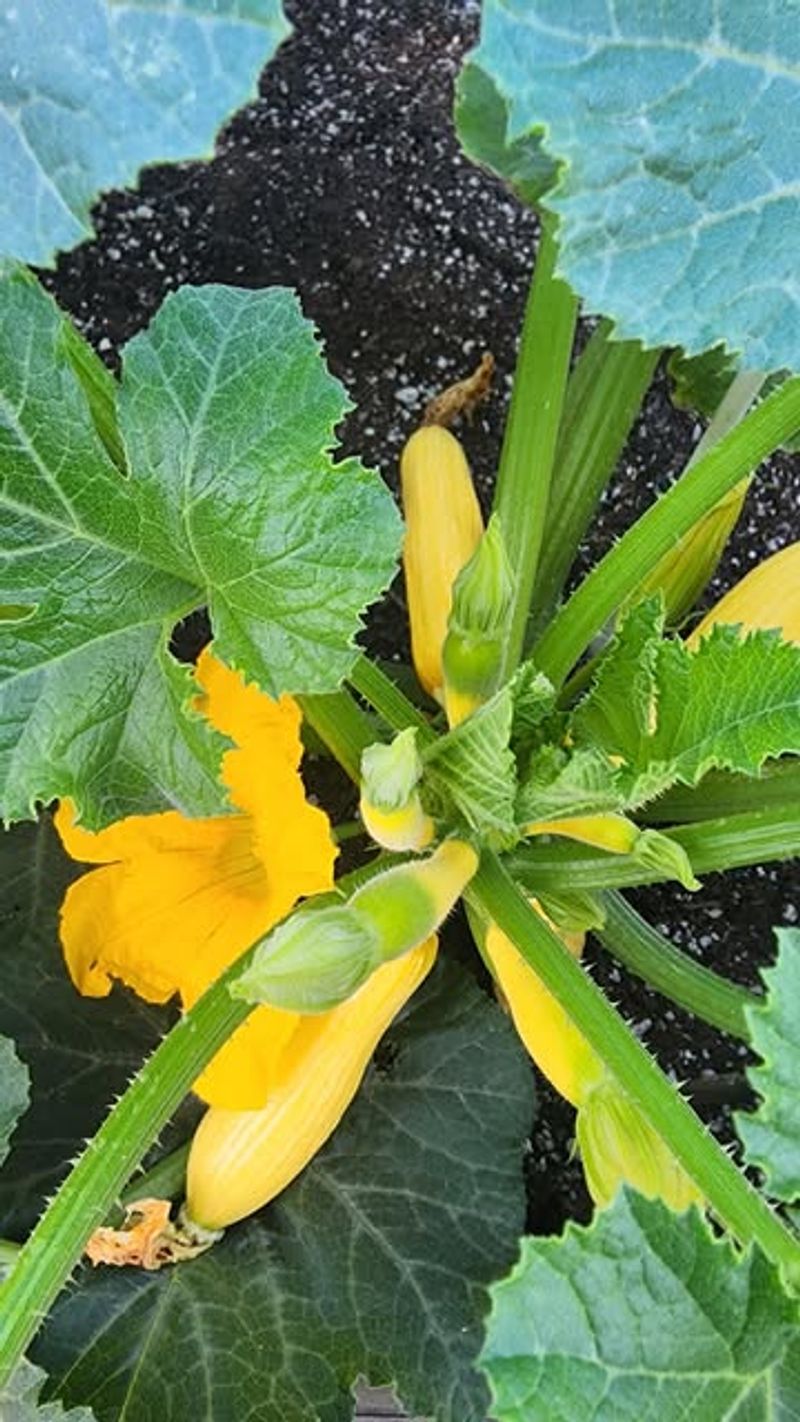Summer Squash Grows Rapidly In Warm Late May Gardens