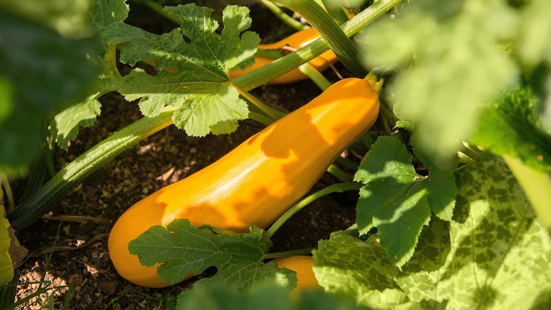 Summer Squash Loves The Heat That Arrives In June