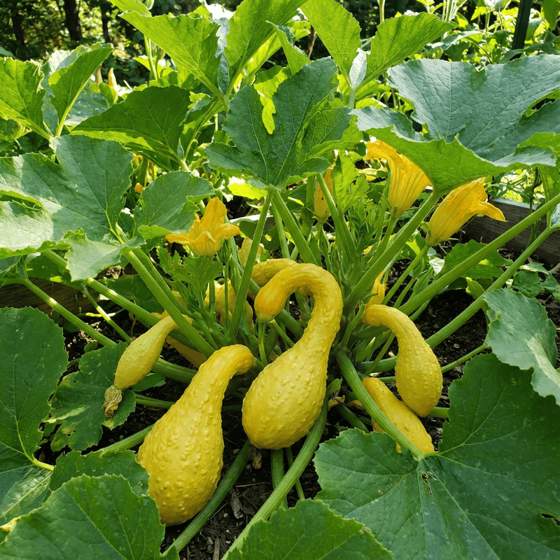 Summer Squash Produces Quickly In Warm Conditions
