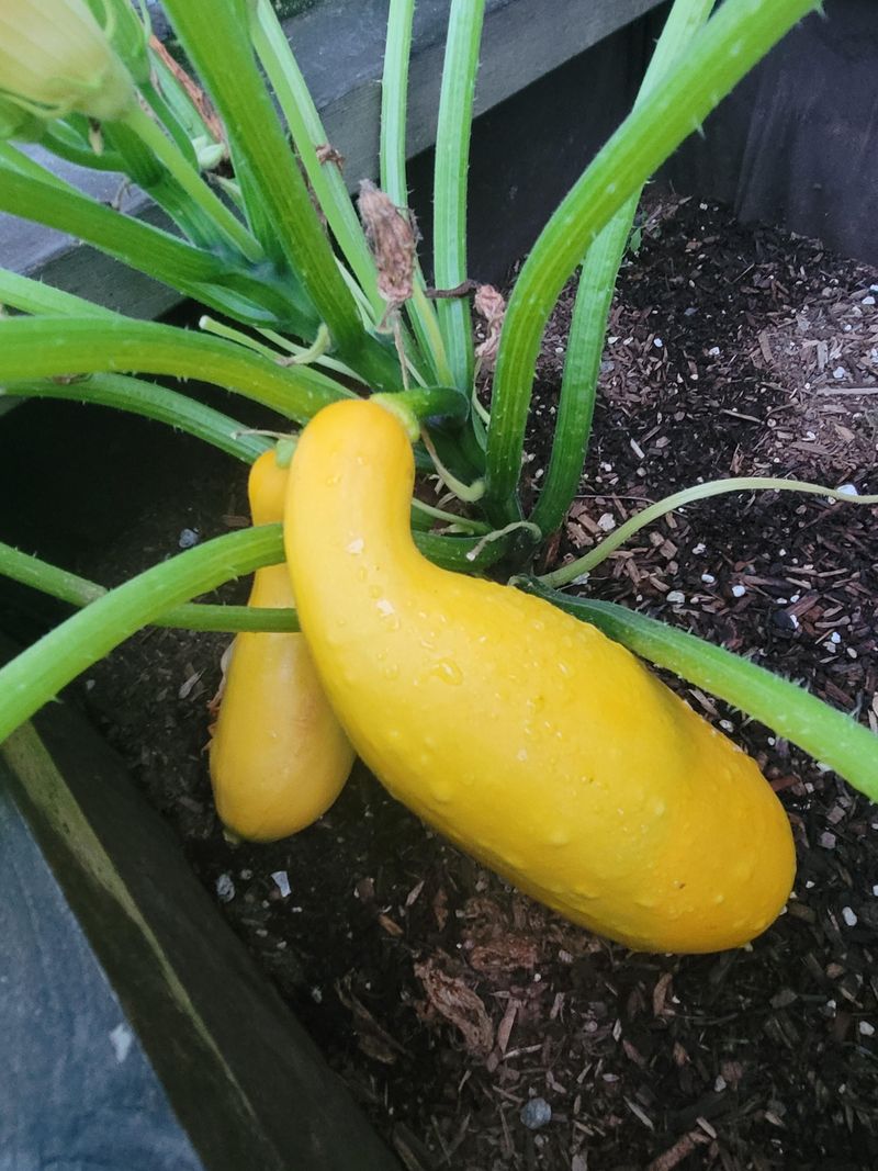 Summer Squash Rewards Warm-Weather Planting