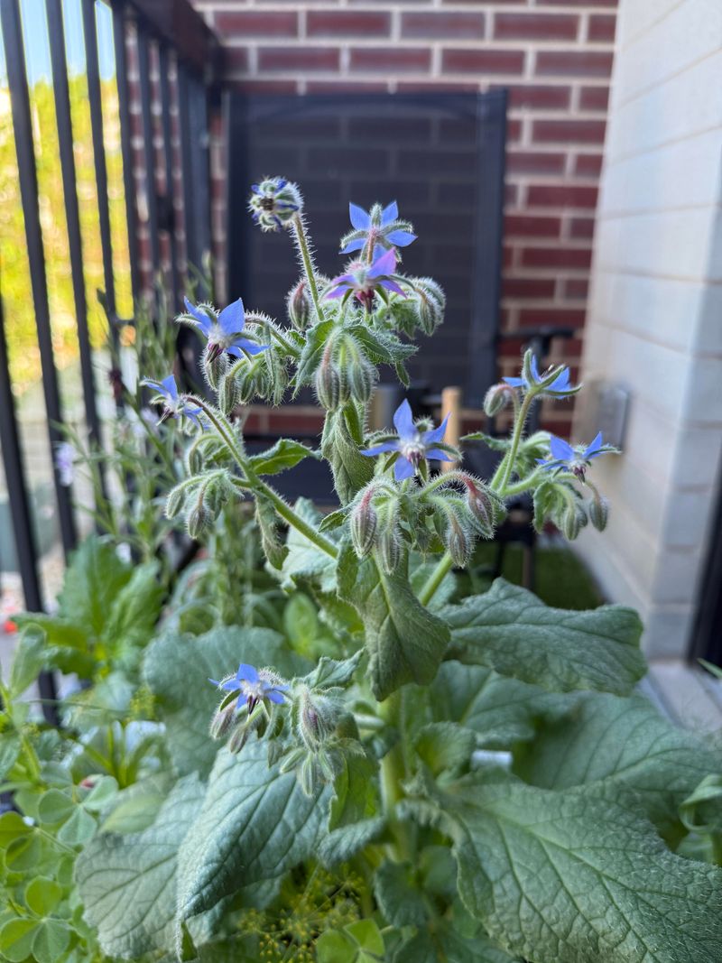 Summer Vegetables Grow Well Alongside Borage