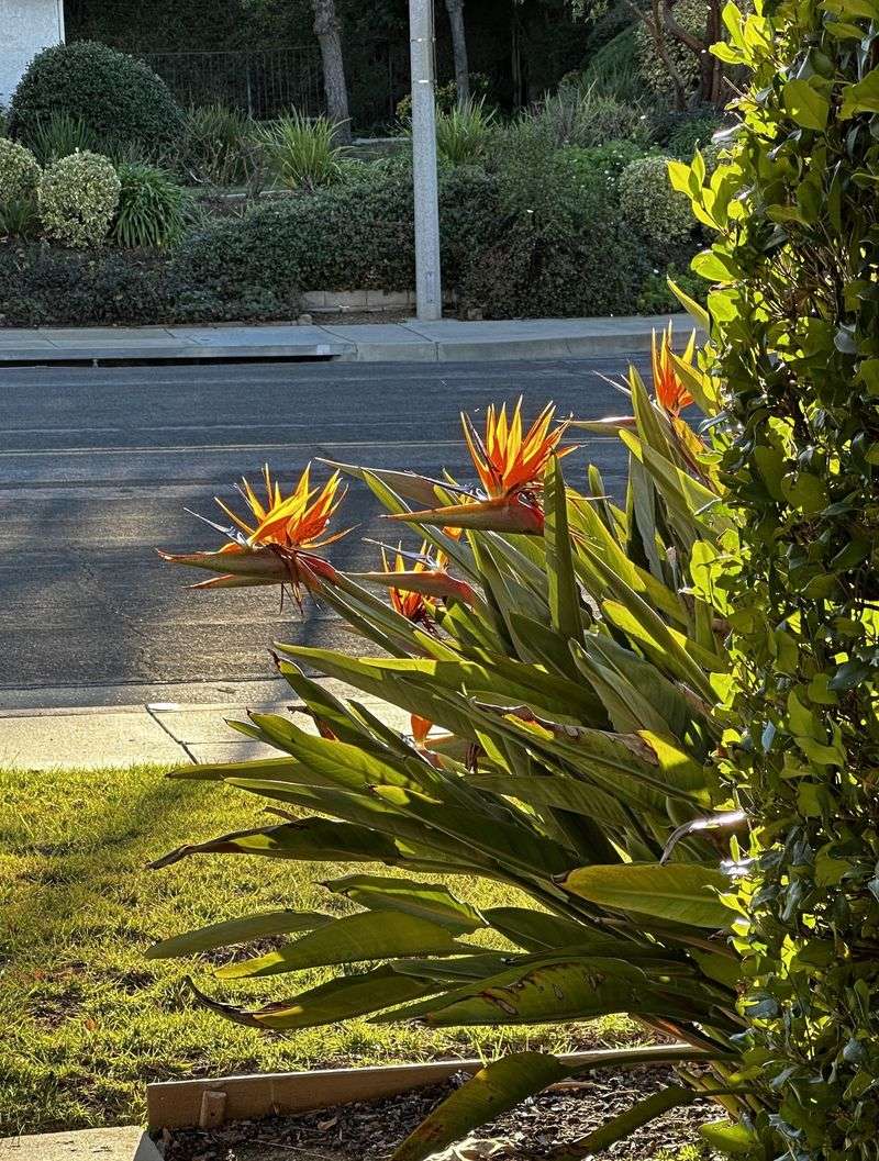 Sun And Light Shade Help Blooms
