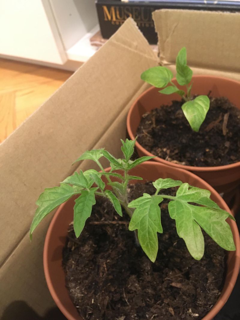 Sun And Wind Can Shock Tomato Seedlings