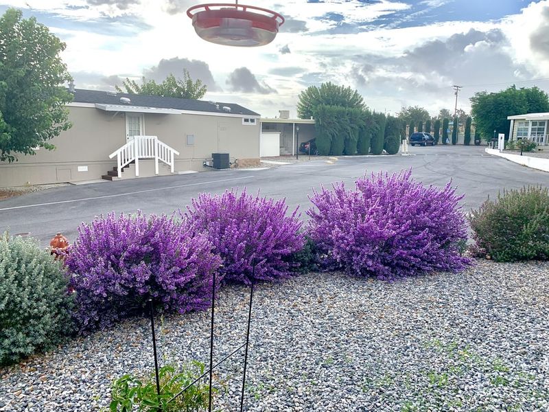 Sun Helps Sage Bloom More