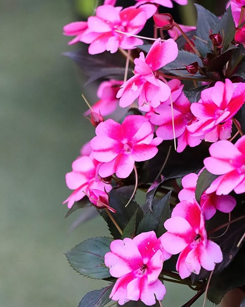 SunPatiens Take Bright Spots Better Than Regular Impatiens