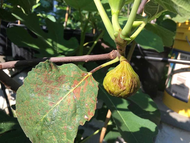 Sunburn Can Damage Young Figs During Sudden Heat Waves