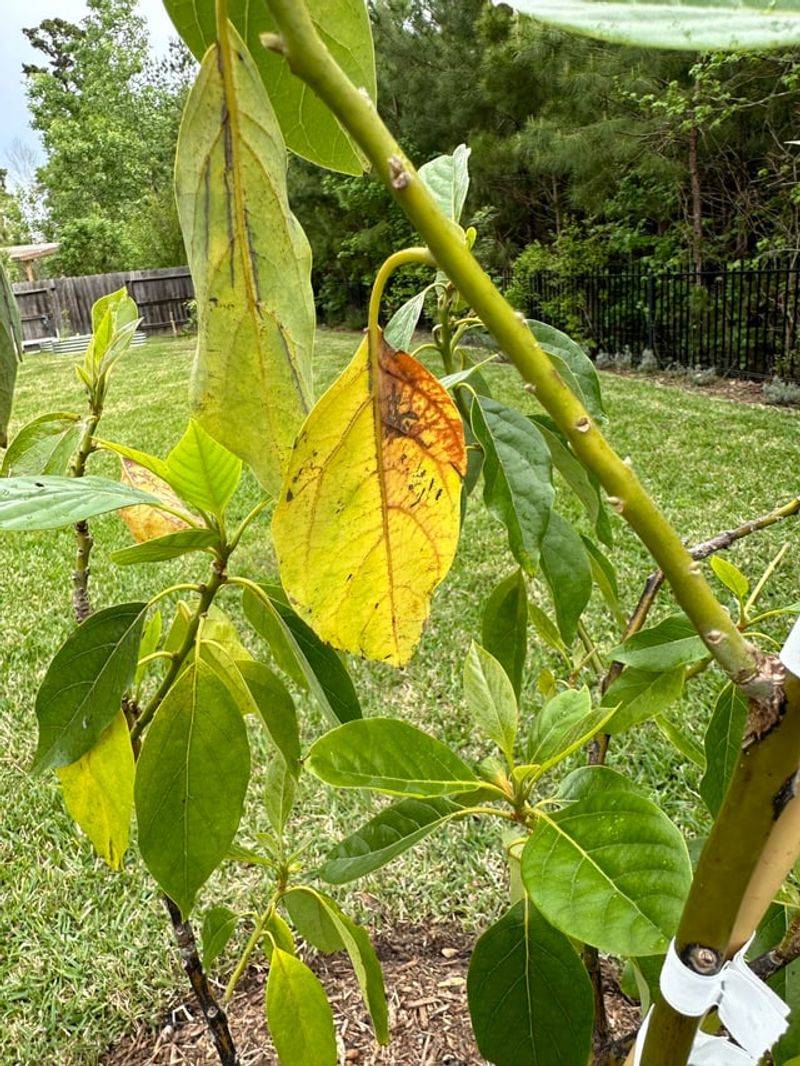 Sunburn Can Scorch Exposed Leaves