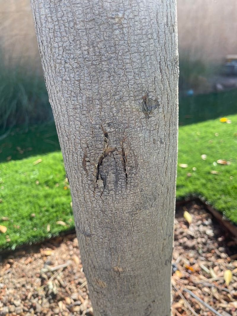 Sunburned Bark Can Crack And Weaken Over Time