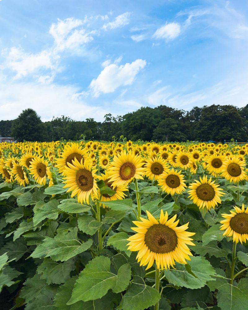 Sunflower (Helianthus annuus)