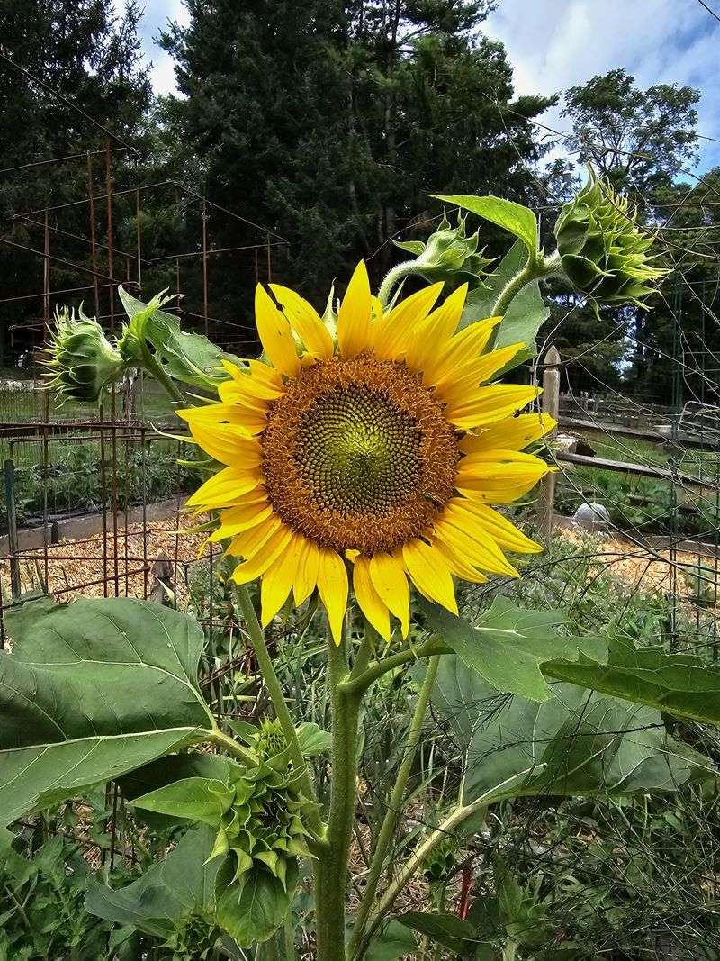 Sunflowers