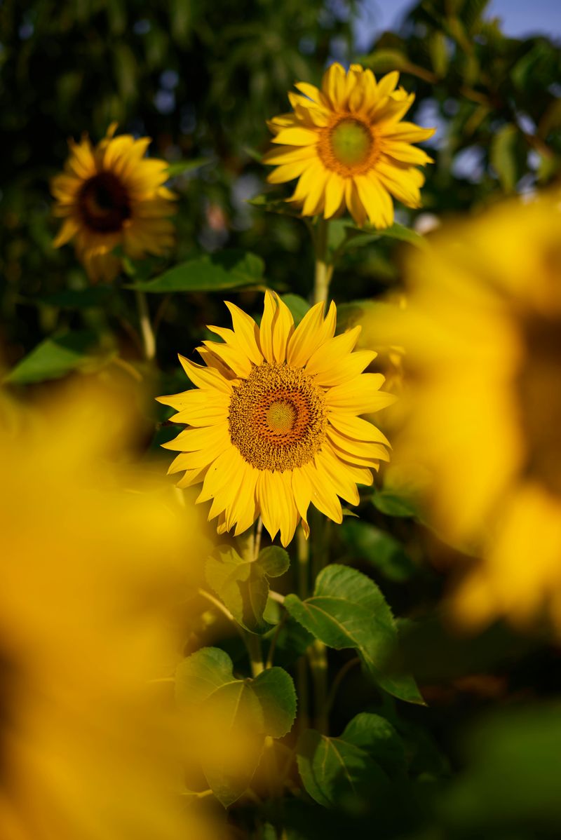 Sunflowers