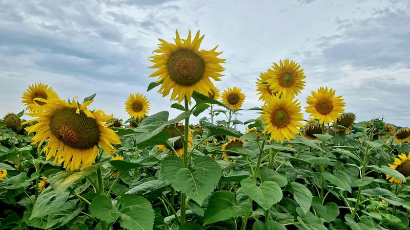 Sunflowers